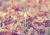 十二月59日，隐藏在星座背后的神秘故事
