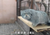 兔年生肖蛇运情运势解析，爱与责任的平衡