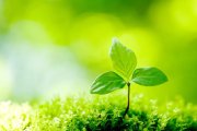 绿色植物与，装修中不可忽视的禁忌