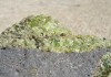 橄榄石竹节，财富与智慧的象征