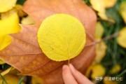 最暖不过 Pisces 金牛座的温柔守护