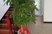 门前养绿植，全靠它！这些绿植你一定要知道