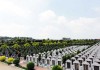 墓园种什么树种好看