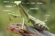 解梦螳螂夹脚底，解读梦境中的力量与束缚