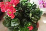 花养心，心养家，家养花，花与的和谐之道