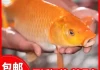 遇见大红鲤鱼，预兆与解梦全解析