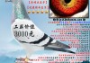 战鸽名字吉凶查询，揭秘战鸽命名背后的奥秘