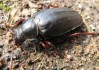 山中遇野牛，预兆与解梦解析