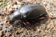 山中遇野牛，预兆与解梦解析