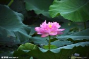 莲花山求签地点及时间，了解如何在莲花山进行有效的灵性实践