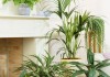 室内摆设指南，哪些盆栽最适合提升家居运势