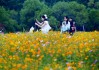 花海丰收，一场关于幸福与富足的周公解梦