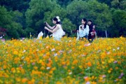 花海丰收，一场关于幸福与富足的周公解梦
