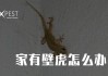 屋里有壁虎，揭秘其背后的奥秘与注意事项
