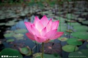 莲花山求签第九十四签，解读与启示