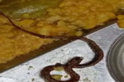院内发现死蛇，预兆与解梦的深层解析