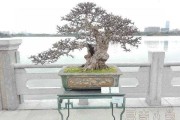 属狗人八月运势解析，事业与健康 focus on summer opportunities