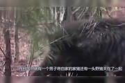夜路看到野猪，预兆与解梦解析