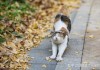 家庭养猫图片推荐，让猫咪与家更和谐