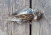 麻雀被人咬死，预兆与解梦解析