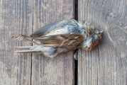 麻雀被人咬死，预兆与解梦解析