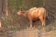 牛、羊、狮子，你吉凶的神秘力量