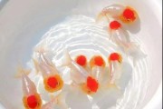 解的金鱼下崽预兆，解读梦境中的神秘符号