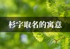 猴宝宝取名杉字，寓意深远，自然和谐之美