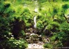 草缸造景，与艺术的结合