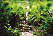 草缸造景，与艺术的结合