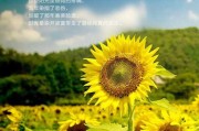 元月好时光，正月里的美好与期待
