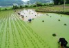 好，用户让我写一篇关于梦见栽秧子的预示和解梦的文章，首先我需要确定文章的标题。标题要简洁又能反映主题，比如梦见栽秧子的预示与解梦解析听起来不错