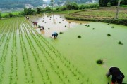 好，用户让我写一篇关于梦见栽秧子的预示和解梦的文章，首先我需要确定文章的标题。标题要简洁又能反映主题，比如梦见栽秧子的预示与解梦解析听起来不错