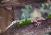 壁虎为何是算命的动物？解密神秘的生物行为