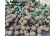 桂姓宝宝取名字，传统与现代的融合