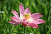 莲花宝座十二星座，解读神秘的天象之书