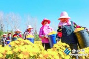 家中养金菊，解读其寓意