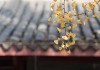 鼠年生肖运势解析，本周运势如何？