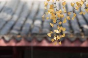 鼠年生肖运势解析，本周运势如何？