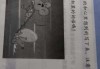 楼上的老鼠掉下来，预兆与解梦解析