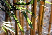 竹子与，自然与人文的融合