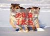 姓刘虎男宝宝取名字，传统与现代的结合