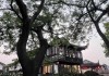 南翔古镇，求签背后的历史与文化