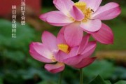 梦见荷花，一场自我觉醒的隐喻