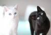 猫死在家里预示什么意思周公解梦