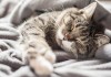 周公解梦，梦见养猫的征兆解析