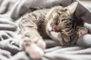 周公解梦，梦见养猫的征兆解析