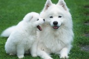 狗狗好名字吉凶，如何为爱犬起一个顺口又吉利的名字？