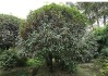 屋后面种什么树木好，学与植物搭配的艺术