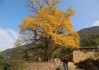 门口种什么树，讲究与选择建议